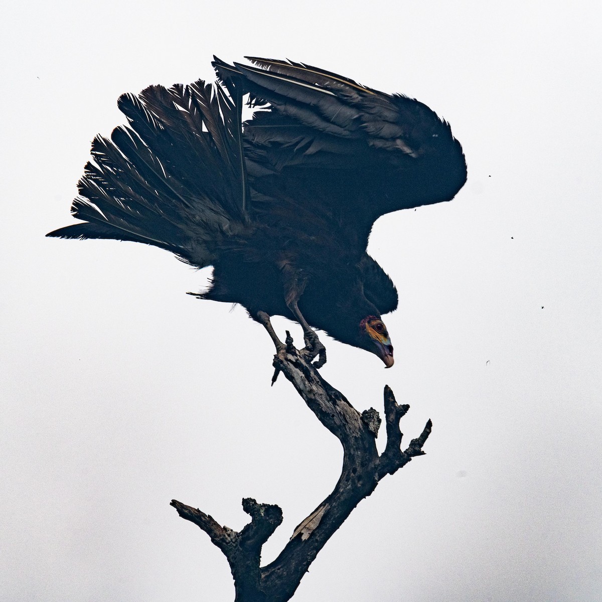 Lesser Yellow-headed Vulture - ML621036108