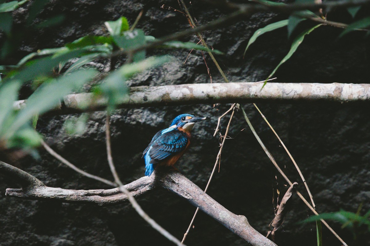 Blue-eared Kingfisher - ML621036109
