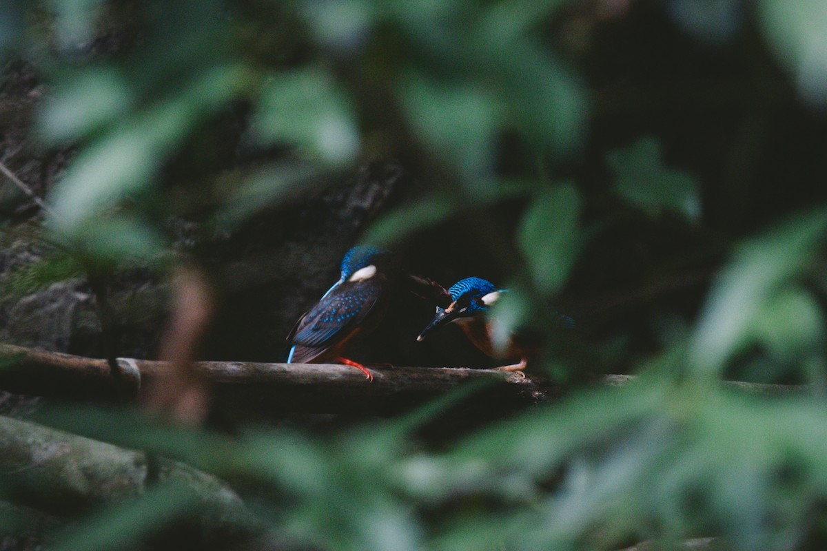 Blue-eared Kingfisher - ML621036110