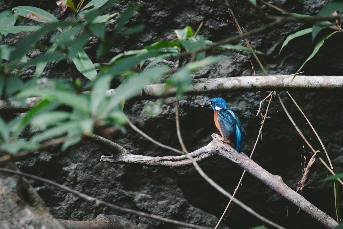 Blue-eared Kingfisher - ML621036111