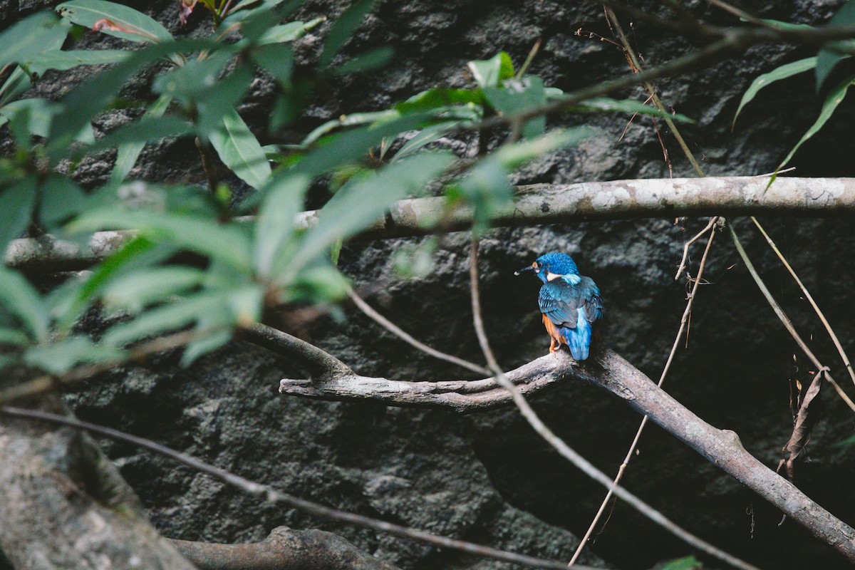 Blue-eared Kingfisher - ML621036112