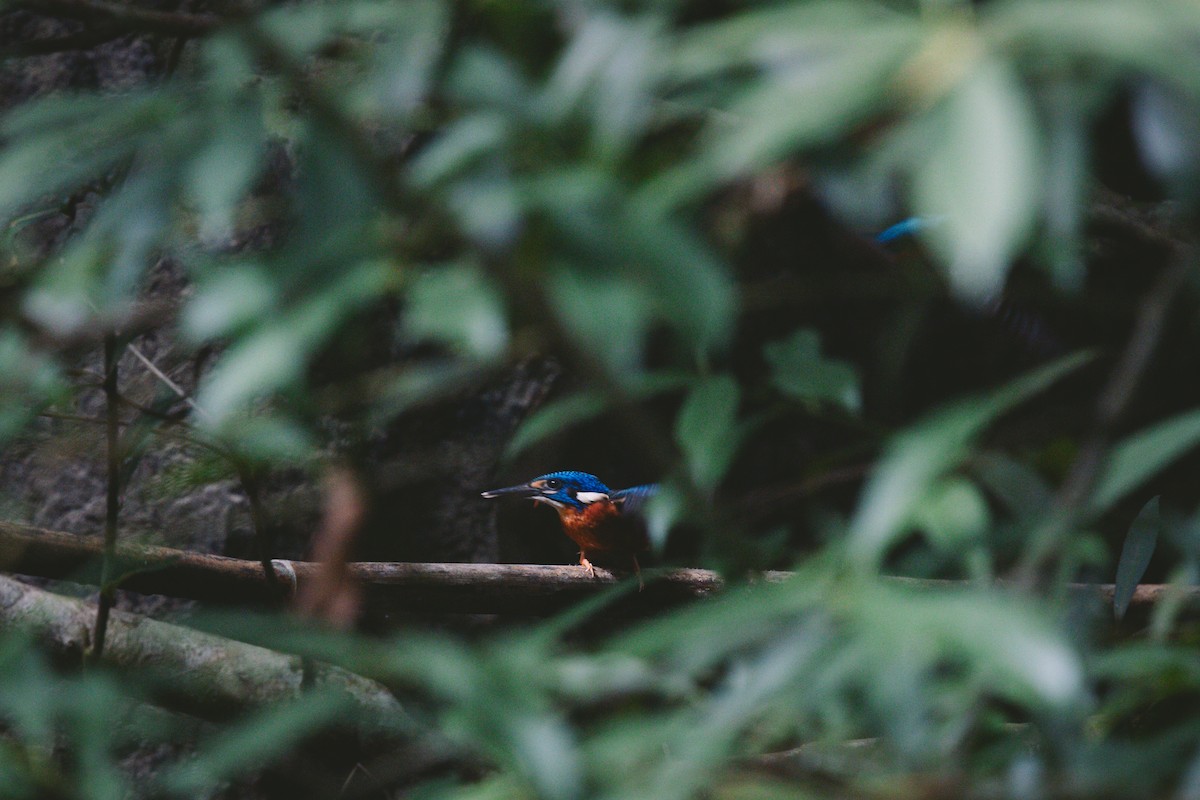 Blue-eared Kingfisher - ML621036113