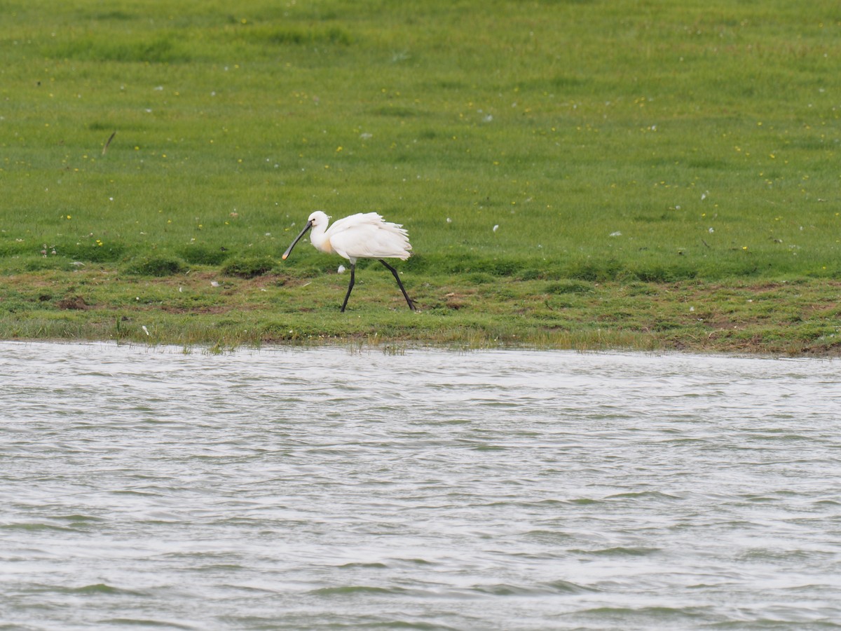 Eurasian Spoonbill - ML621036143