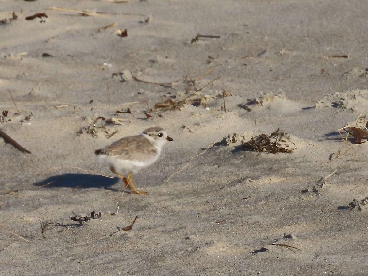 Piping Plover - ML621036155
