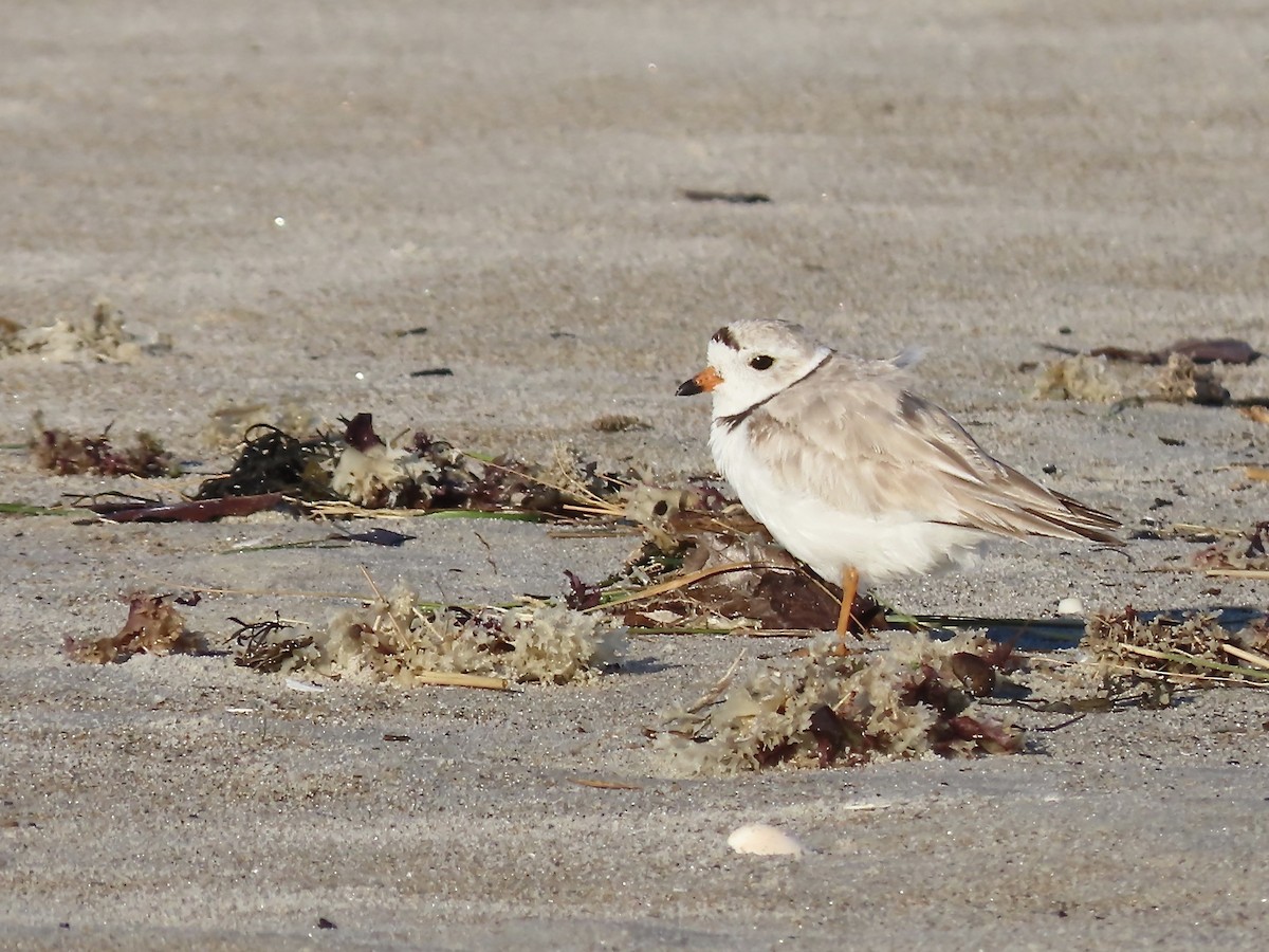 Piping Plover - ML621036157
