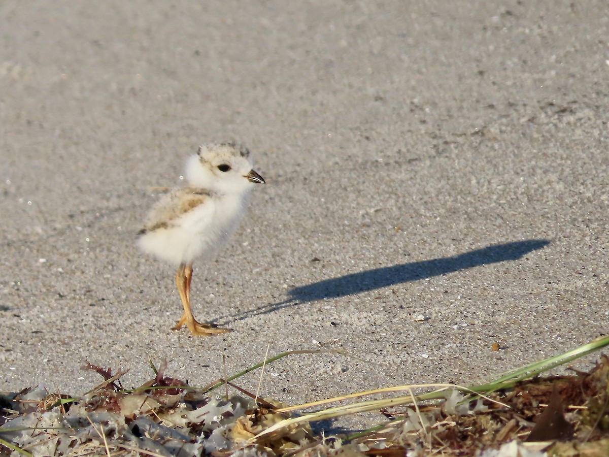 Piping Plover - ML621036159