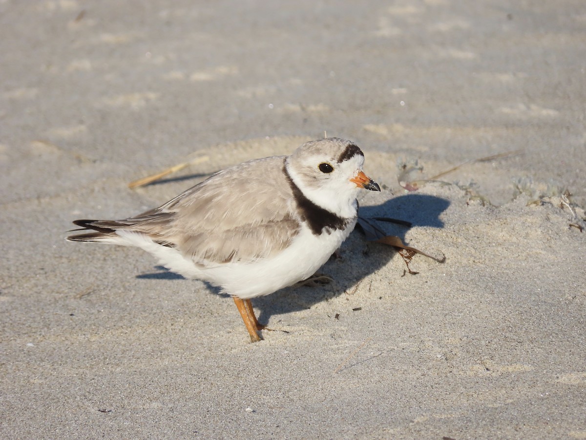 Piping Plover - ML621036161