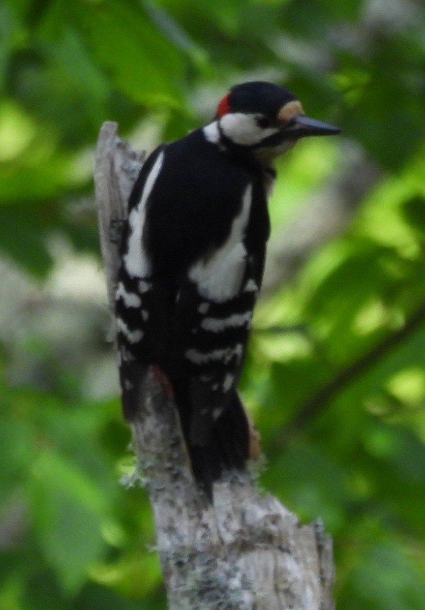 Great Spotted Woodpecker - ML621036162