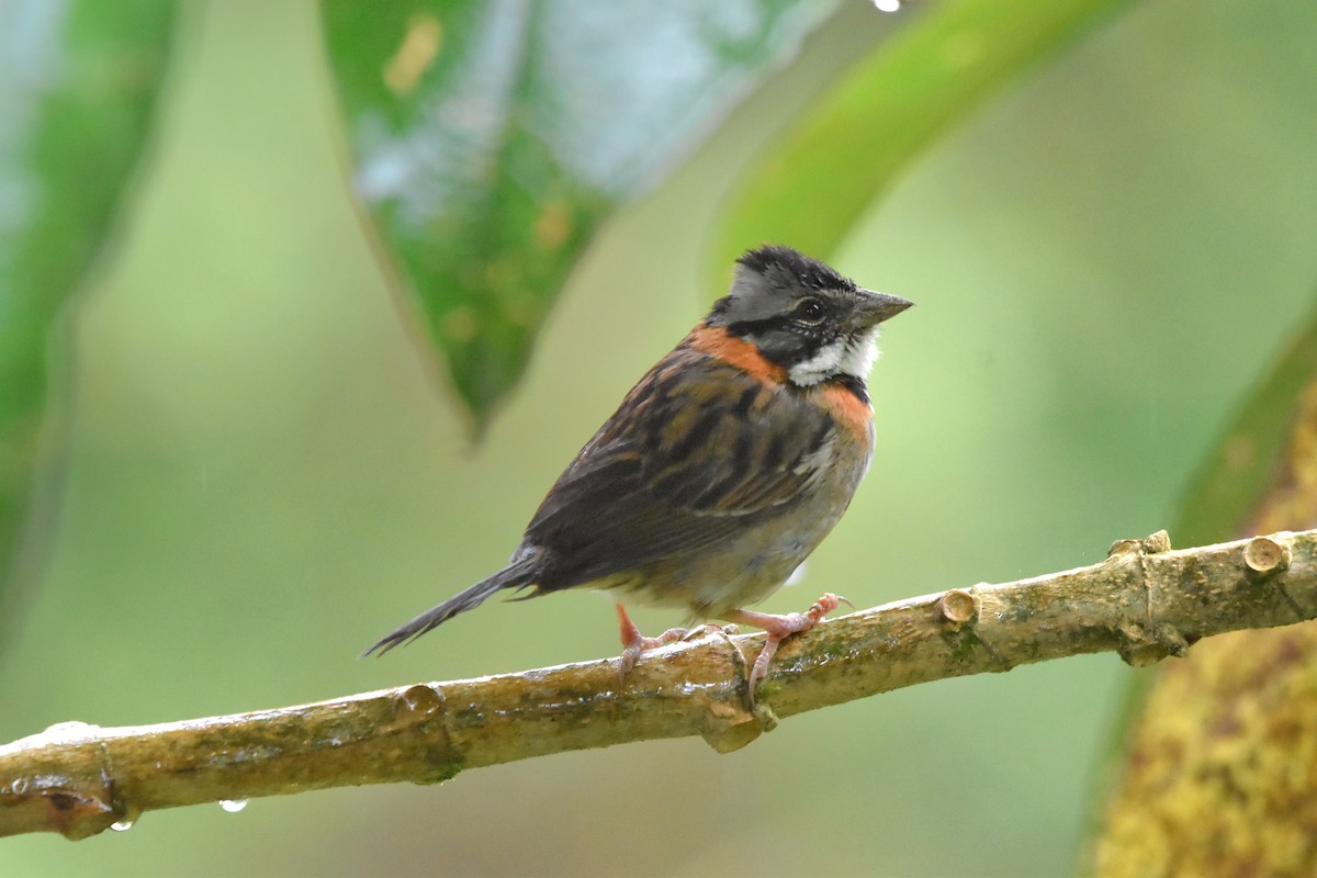 Rufous-collared Sparrow (Rufous-collared) - ML621036174