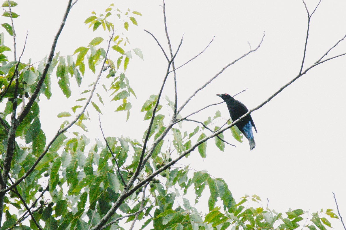 Asian Fairy-bluebird - ML621036175