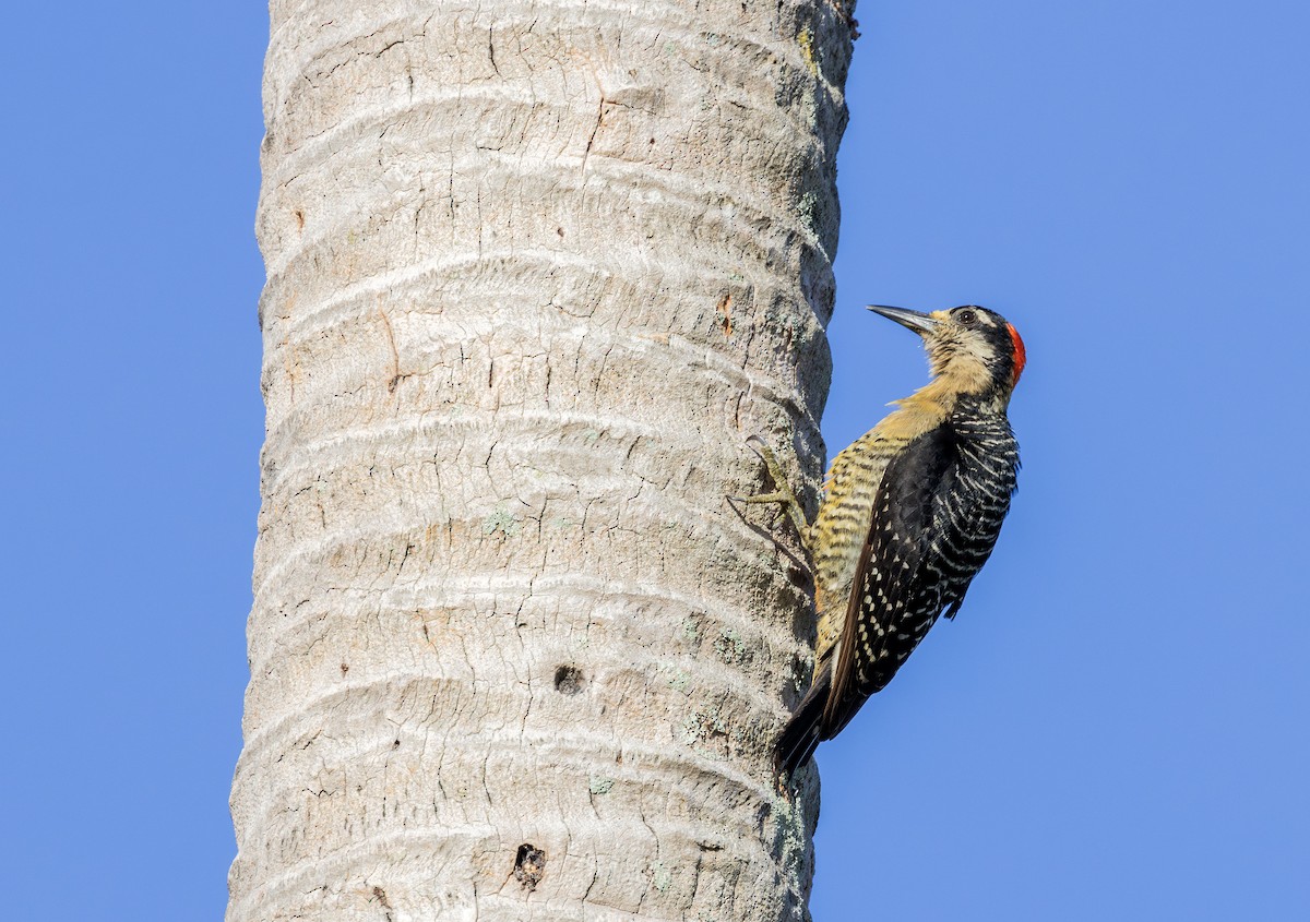 Black-cheeked Woodpecker - ML621036176