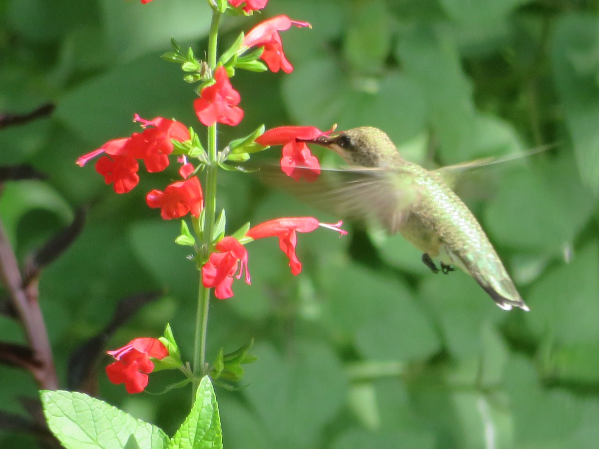 Black-chinned Hummingbird - ML621036183