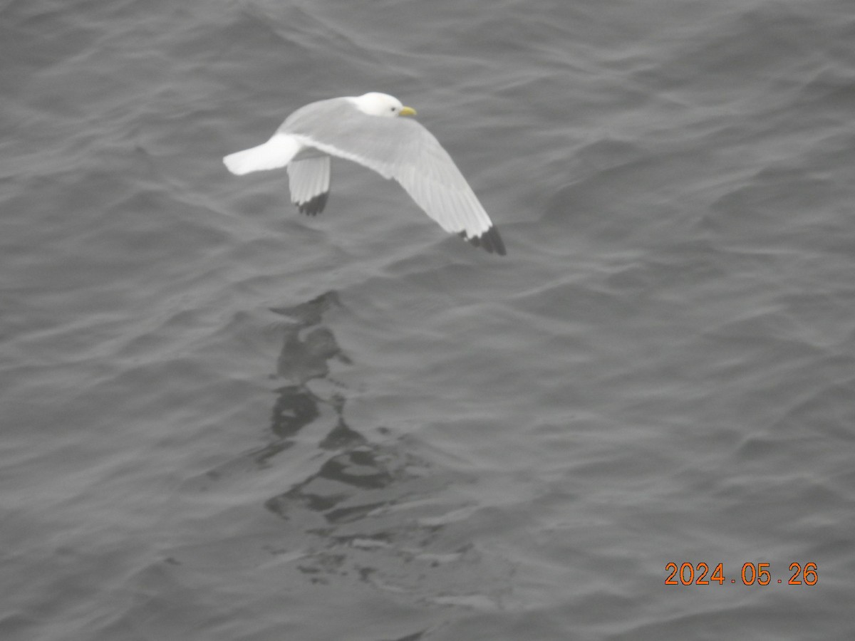 Black-legged Kittiwake - ML621036235