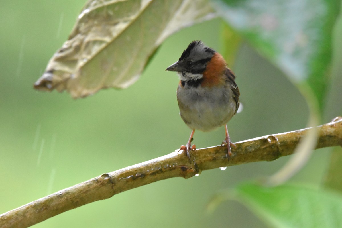 Rufous-collared Sparrow (Rufous-collared) - ML621036245
