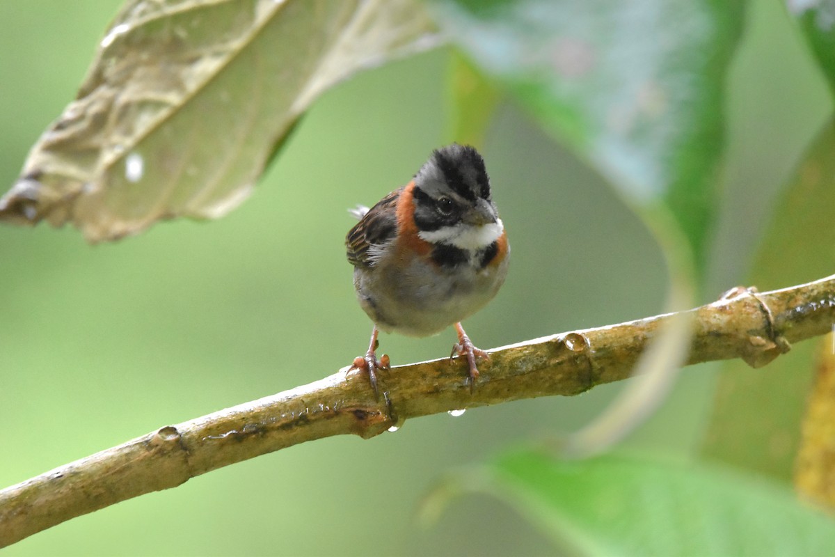 Rufous-collared Sparrow (Rufous-collared) - ML621036246