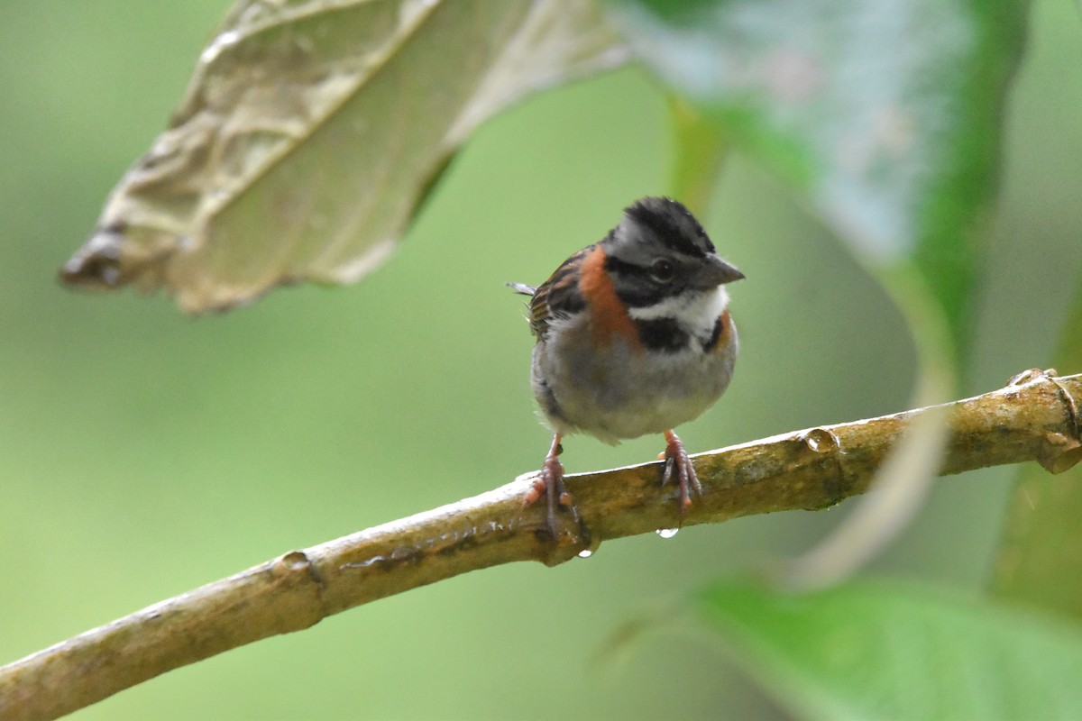 Rufous-collared Sparrow (Rufous-collared) - ML621036247