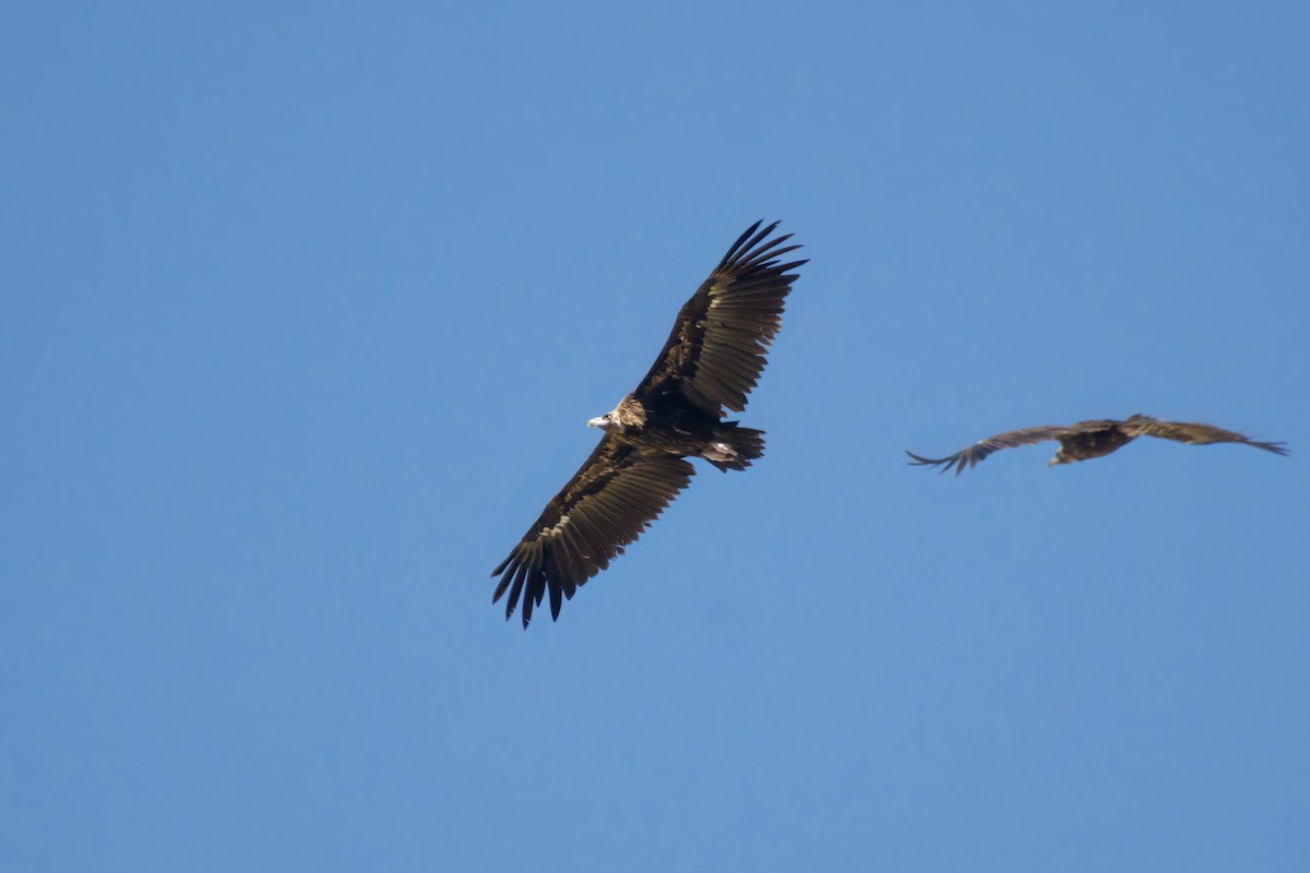 Cinereous Vulture - ML621036253