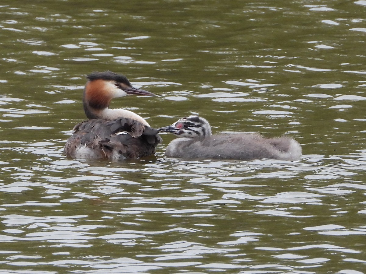 Great Crested Grebe - ML621036258