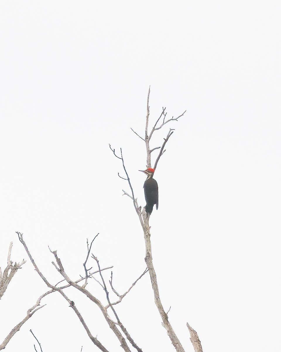 Pileated Woodpecker - ML621036260