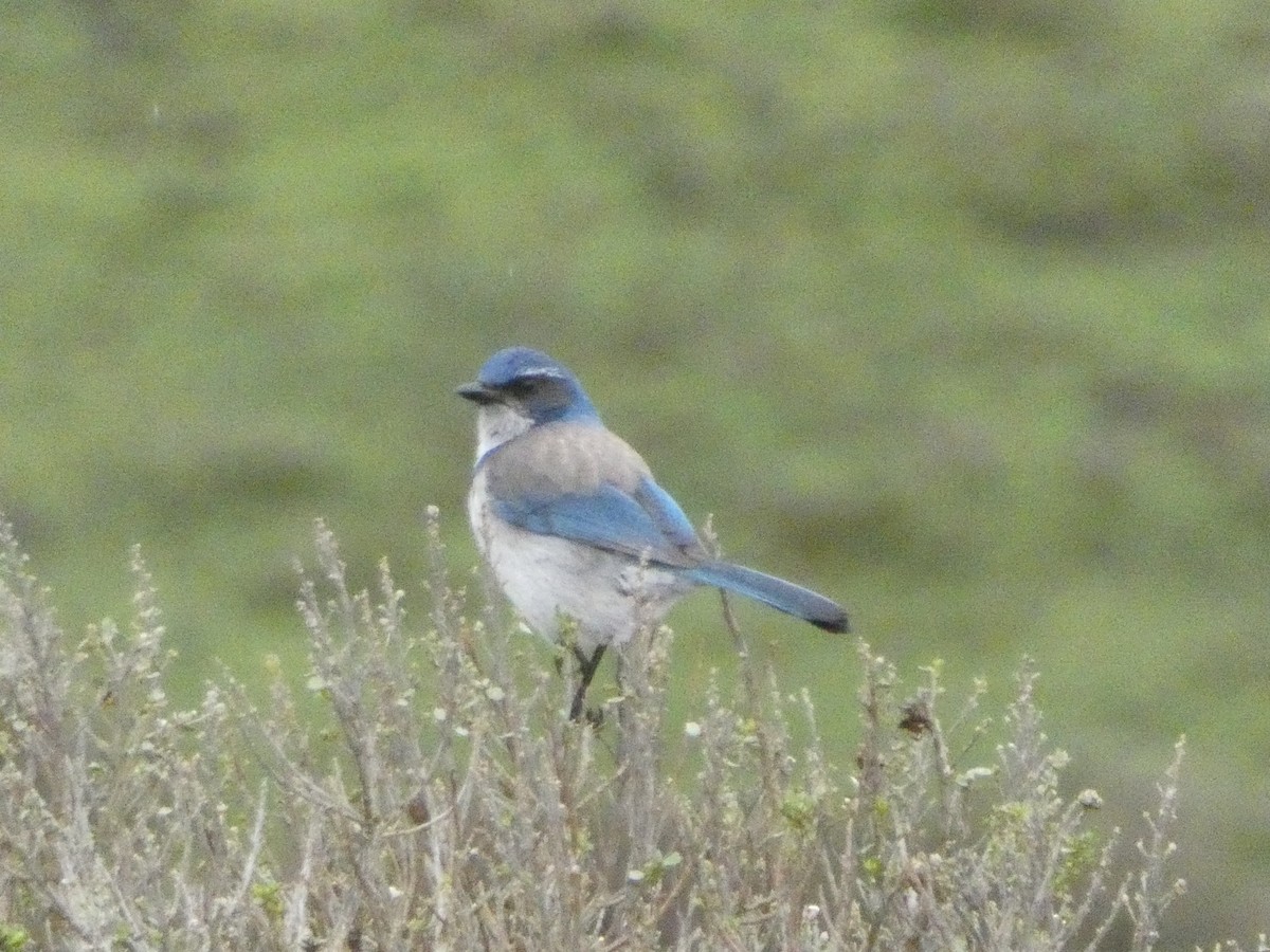 California Scrub-Jay - Samantha Cassetta