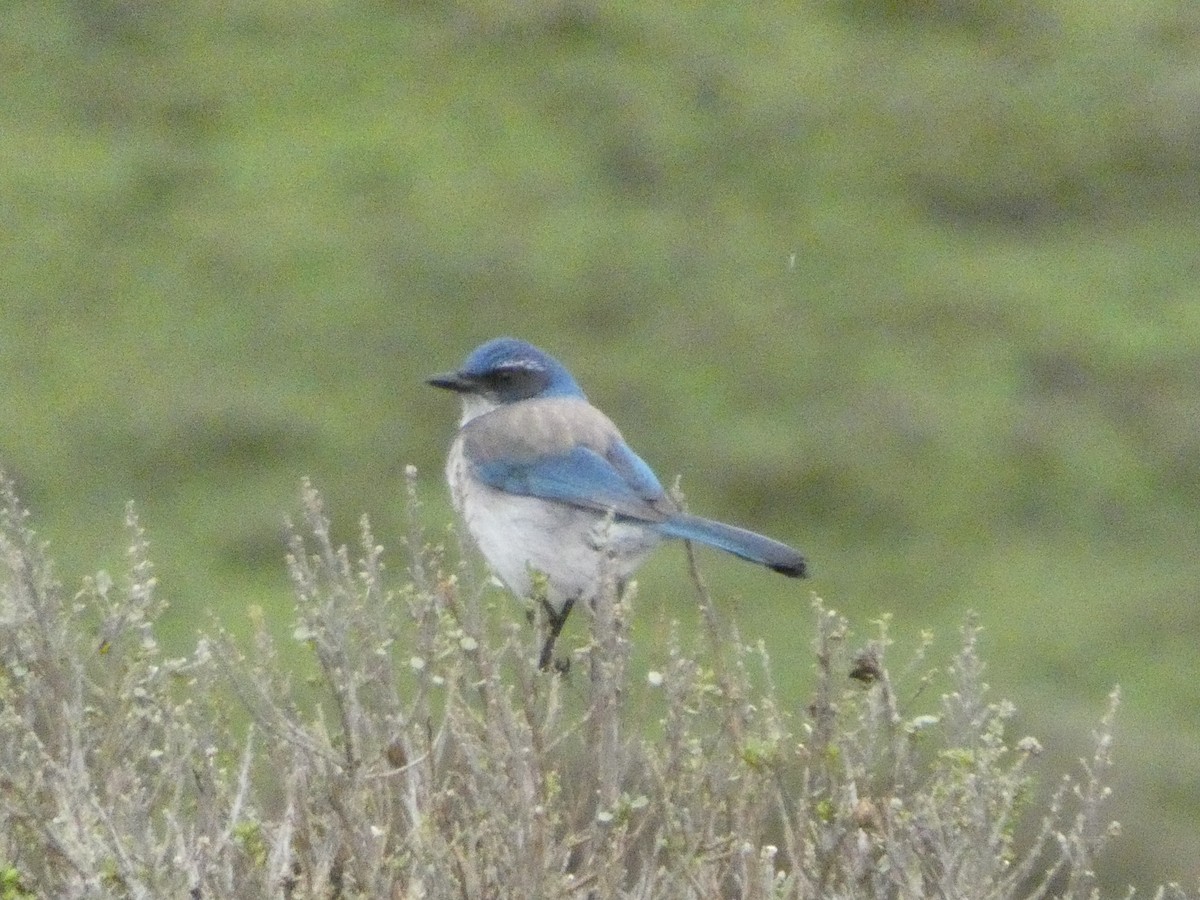 California Scrub-Jay - Samantha Cassetta