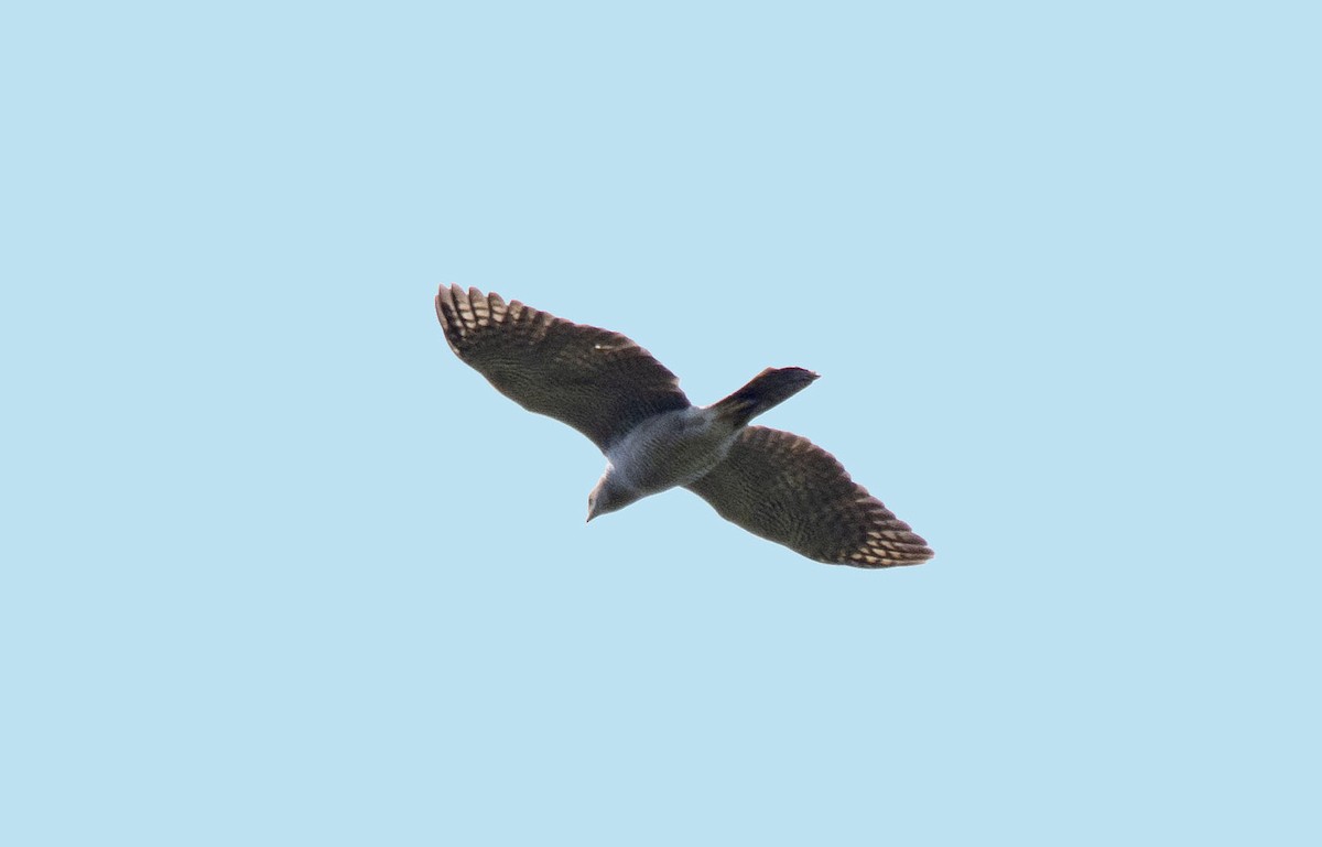 Henst's Goshawk - ML621036341