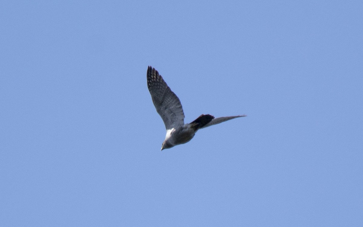 Henst's Goshawk - ML621036342