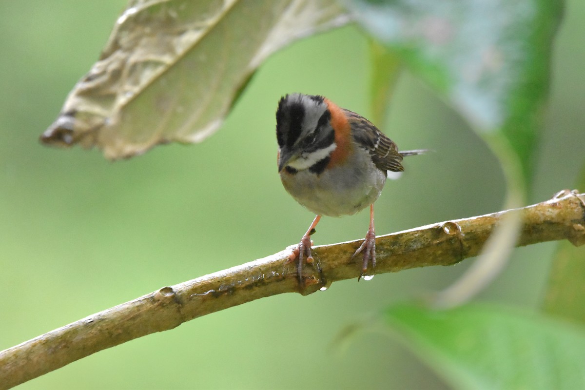 Rufous-collared Sparrow (Rufous-collared) - ML621036346