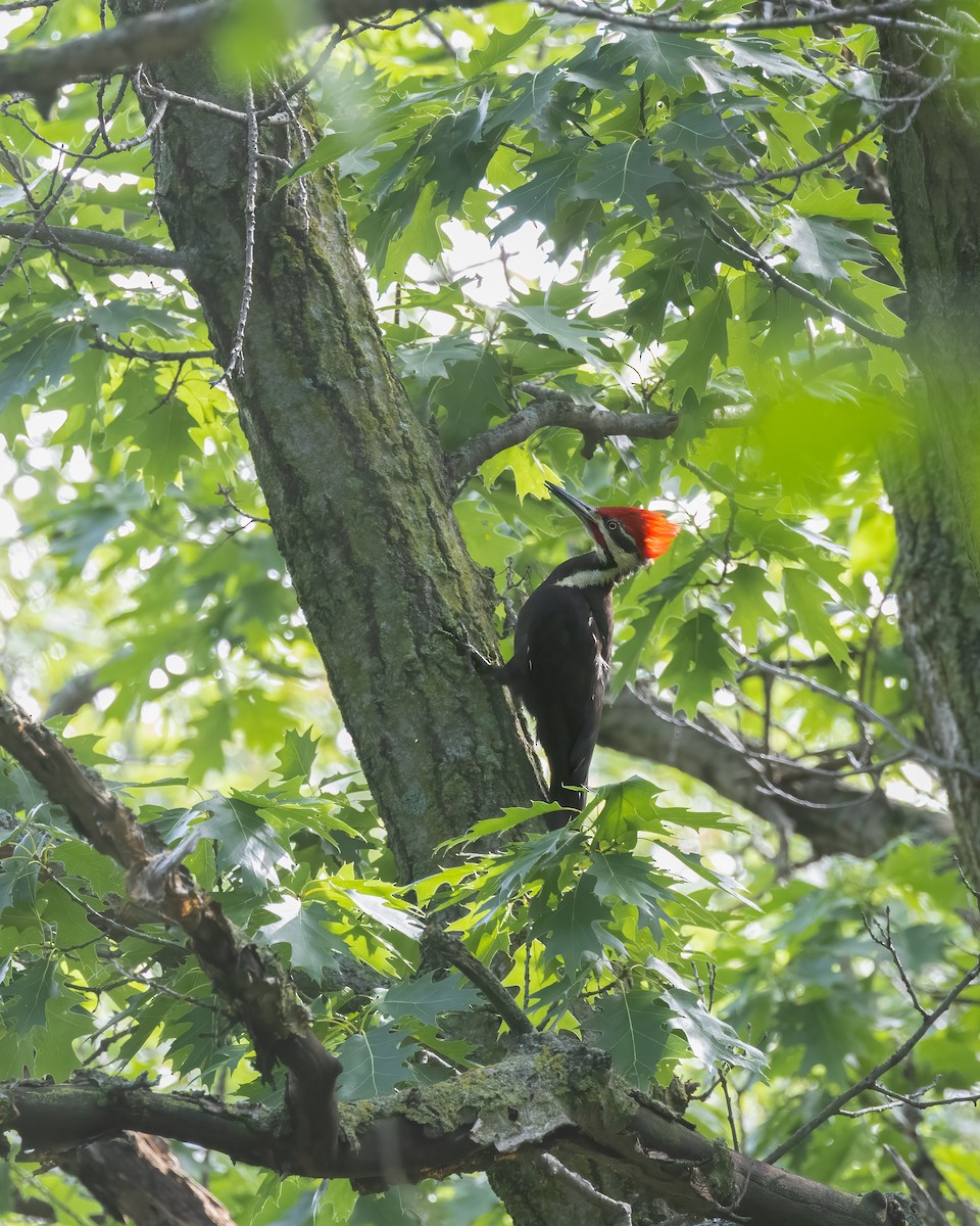Pileated Woodpecker - ML621036356