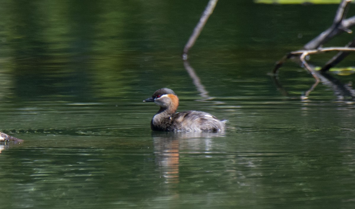 Madagascar Grebe - ML621036357