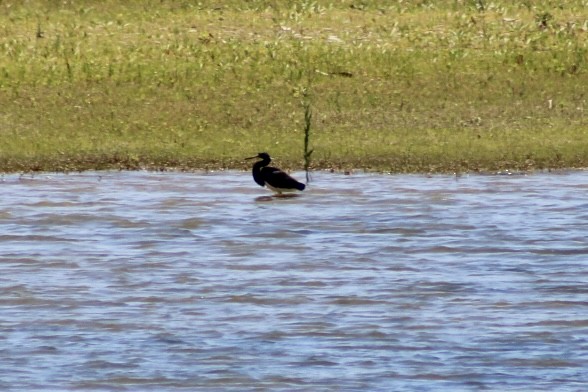 Tricolored Heron - ML621036370