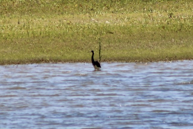 Tricolored Heron - ML621036371