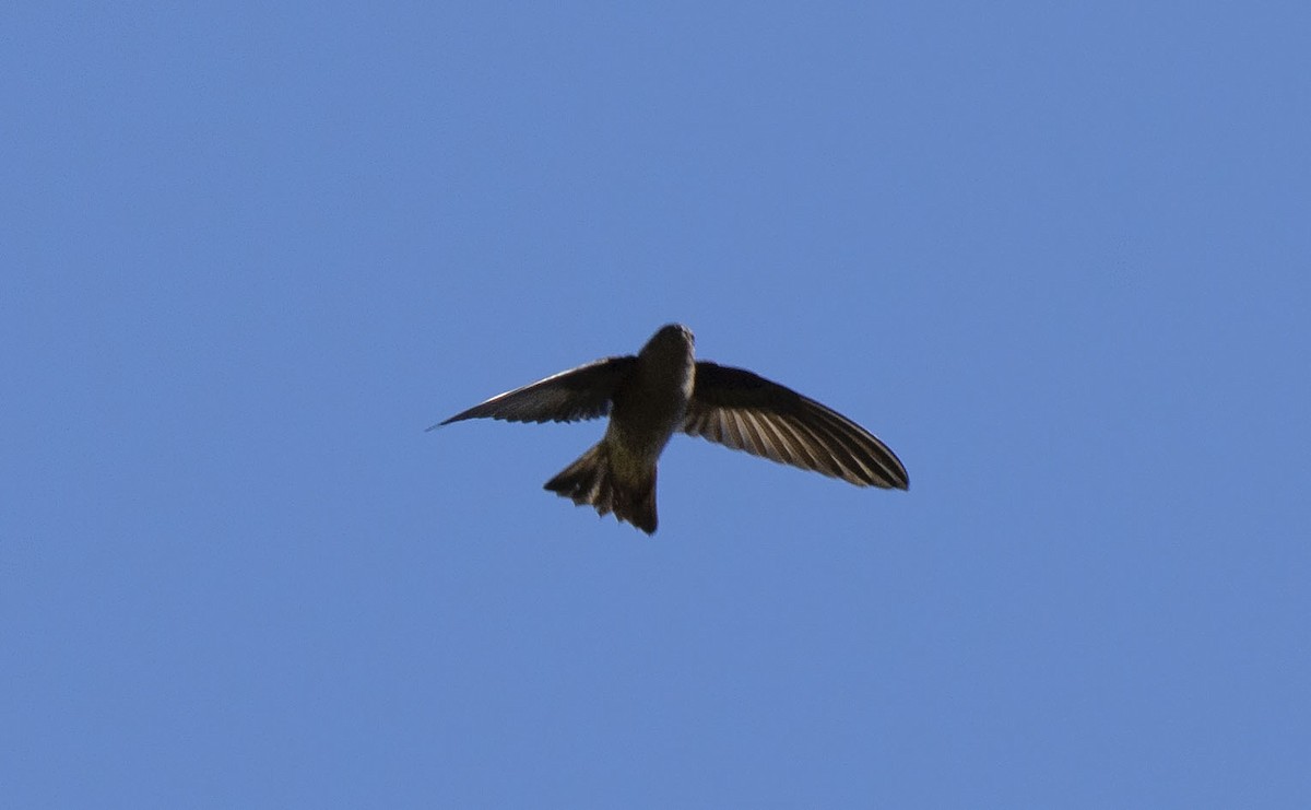 Madagascar Spinetail - ML621036381