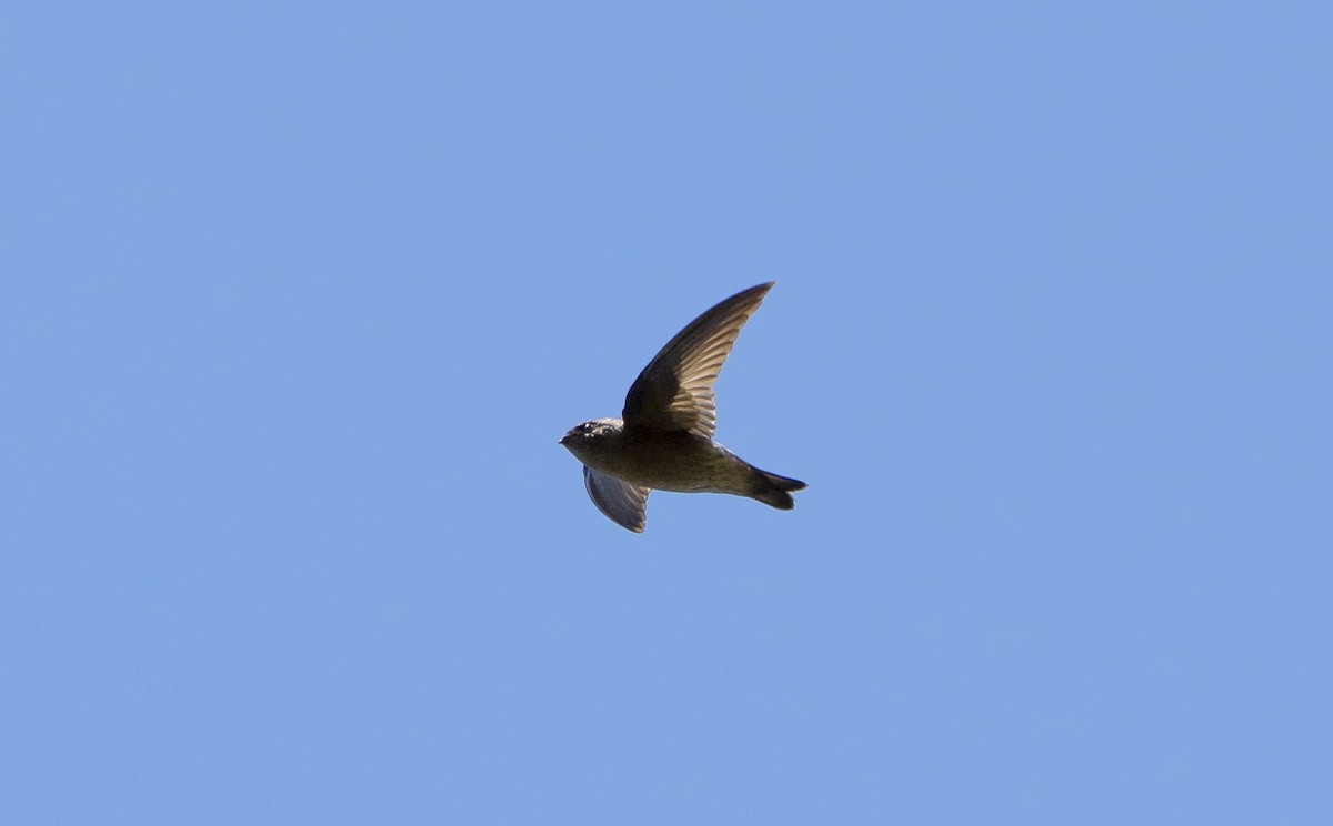 Madagascar Spinetail - ML621036382