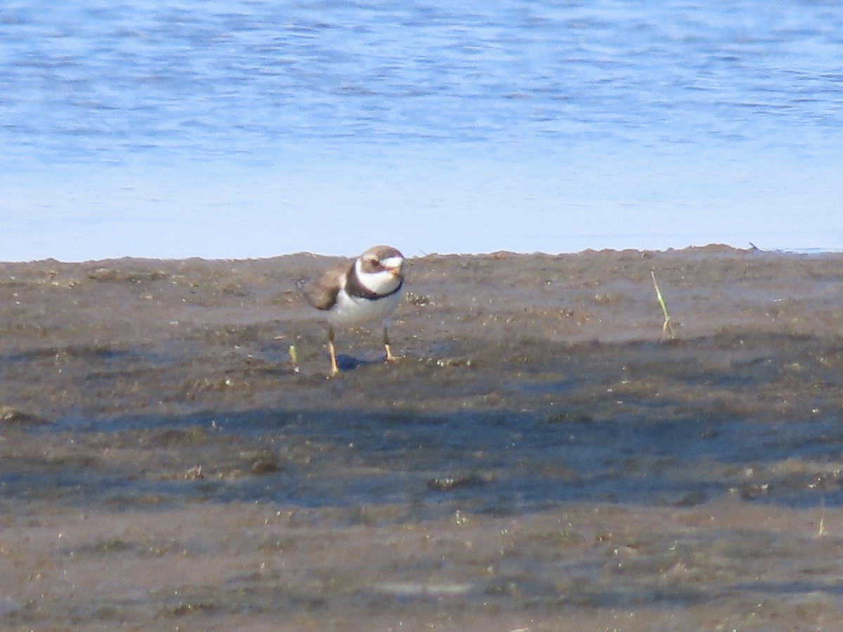 Semipalmated Plover - ML621036430