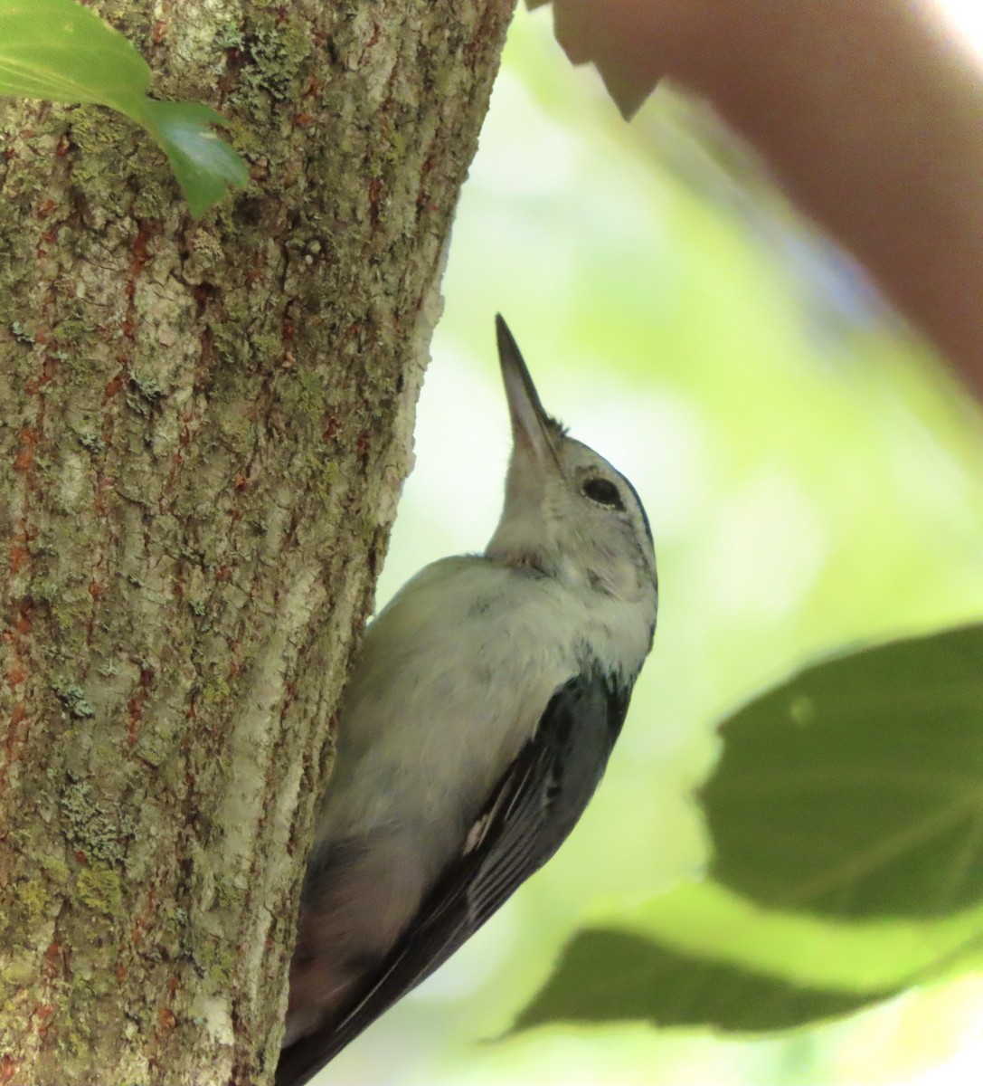 White-breasted Nuthatch - ML621036452