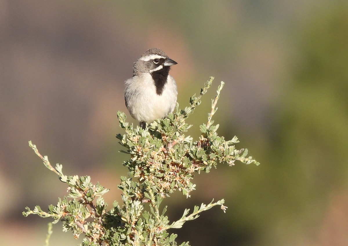 Black-throated Sparrow - ML621036489