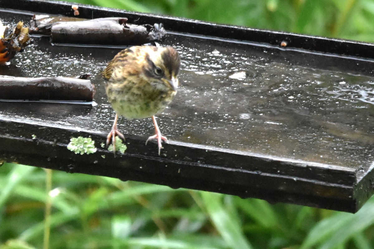 Rufous-collared Sparrow (Rufous-collared) - ML621036491