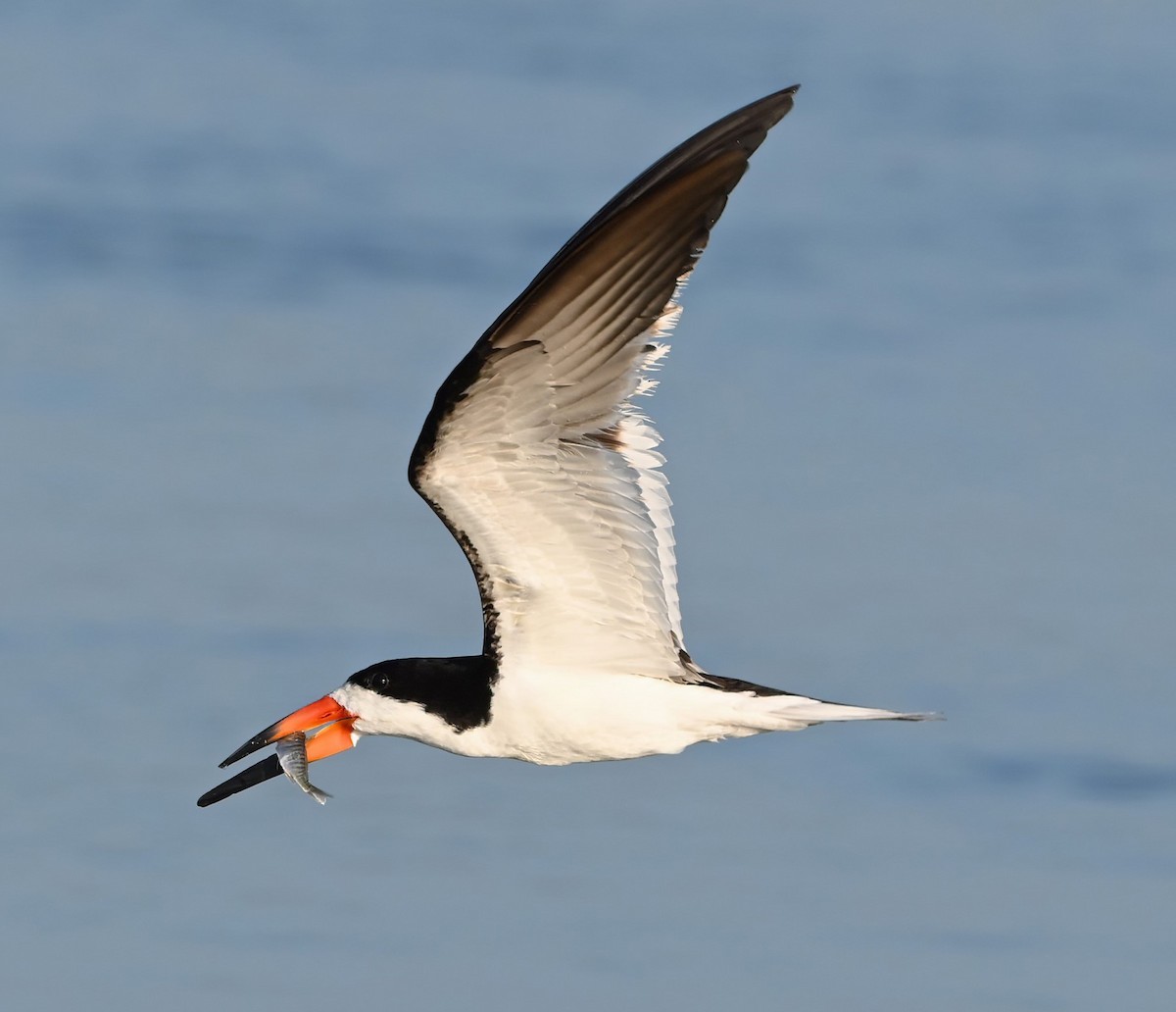 Black Skimmer - ML621036496