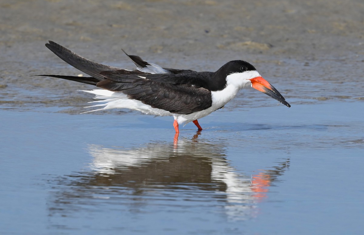 Black Skimmer - ML621036497