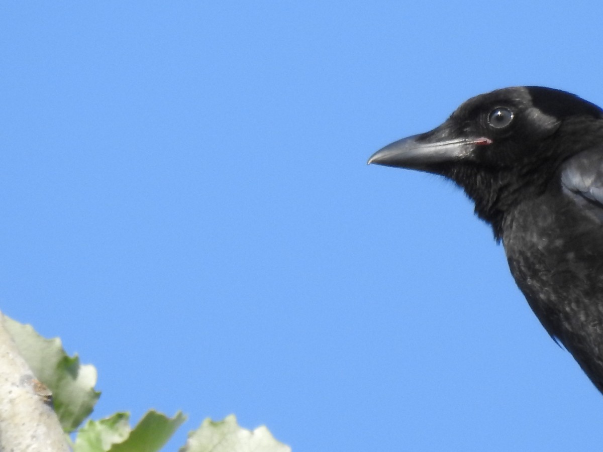 Corvus sp. (crow sp.) - ML621036512