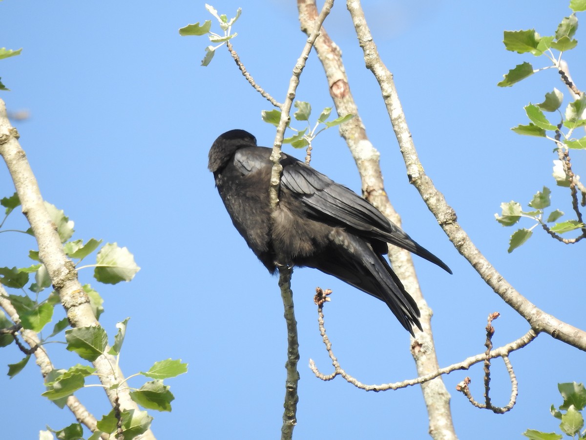 crow sp. - ML621036514