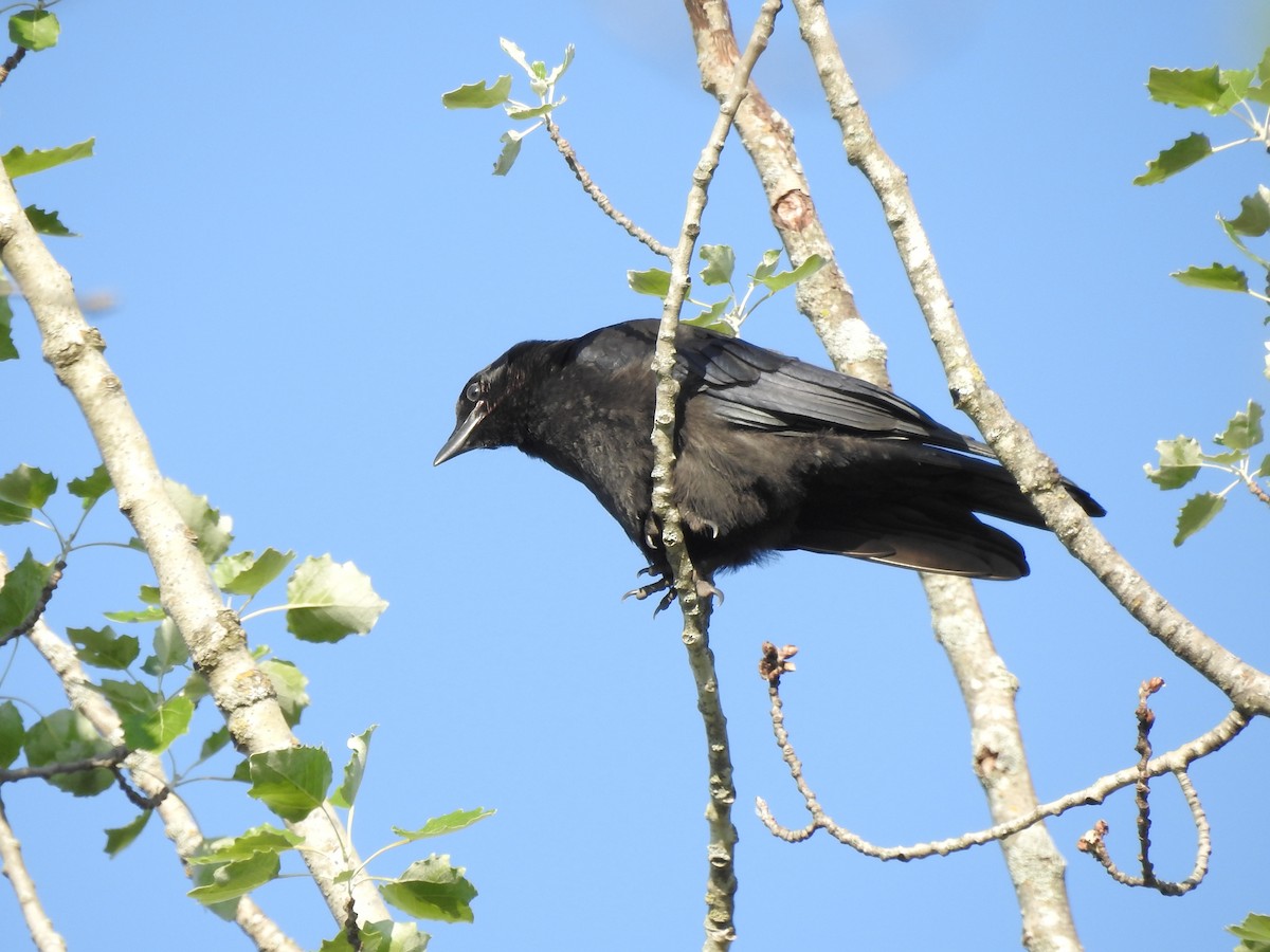 Corvus sp. (crow sp.) - ML621036517