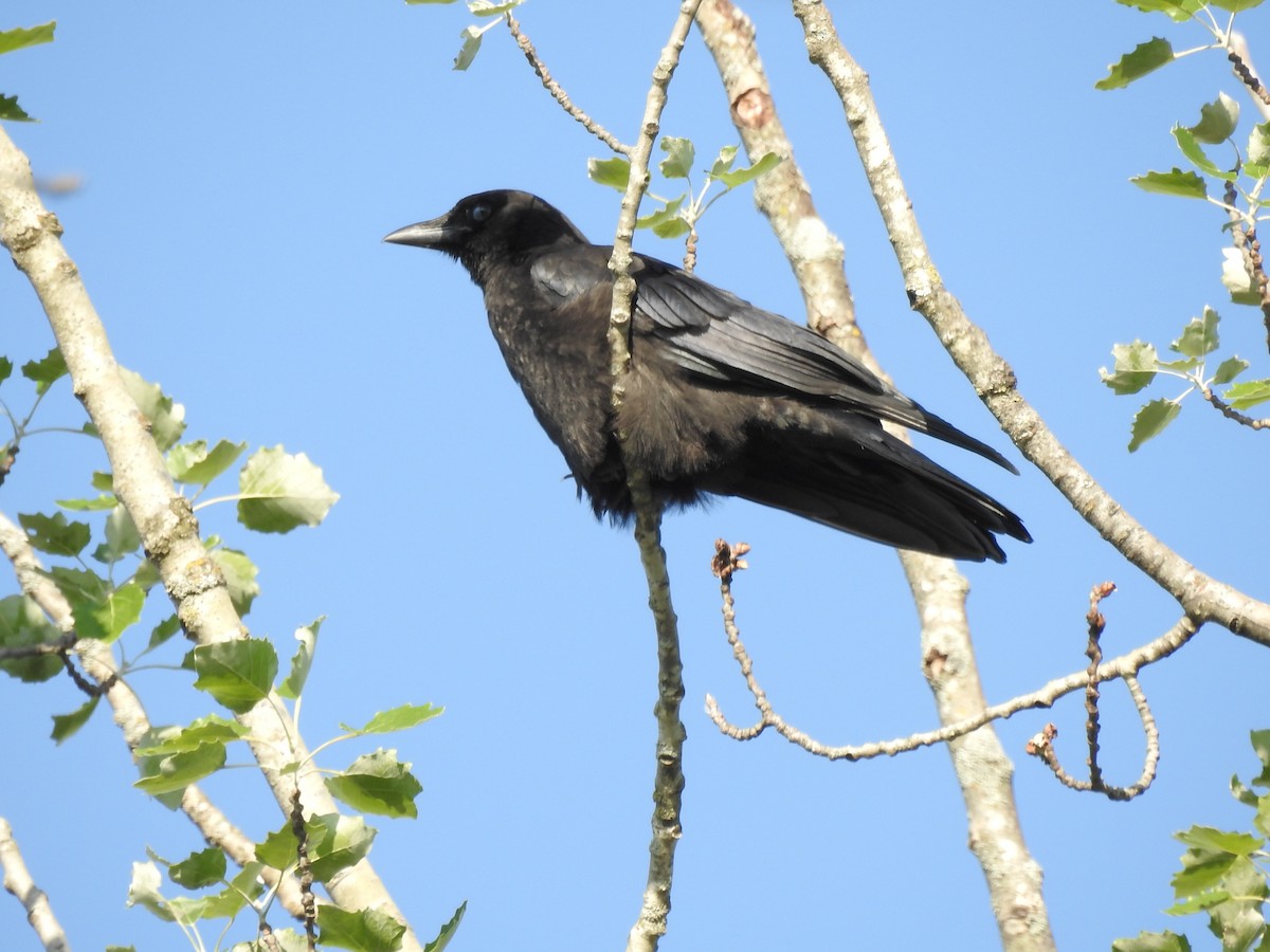 Corvus sp. (crow sp.) - ML621036518