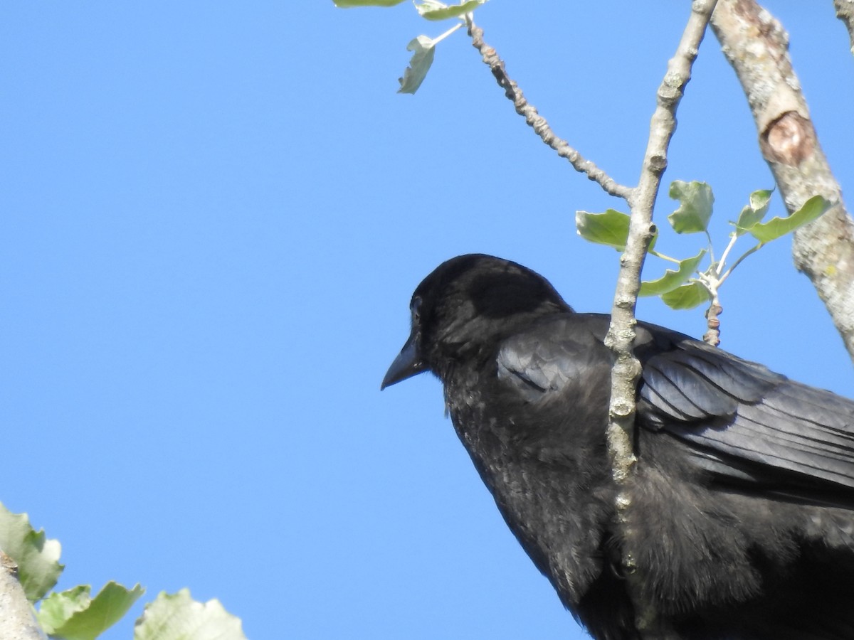 Corvus sp. (crow sp.) - ML621036519