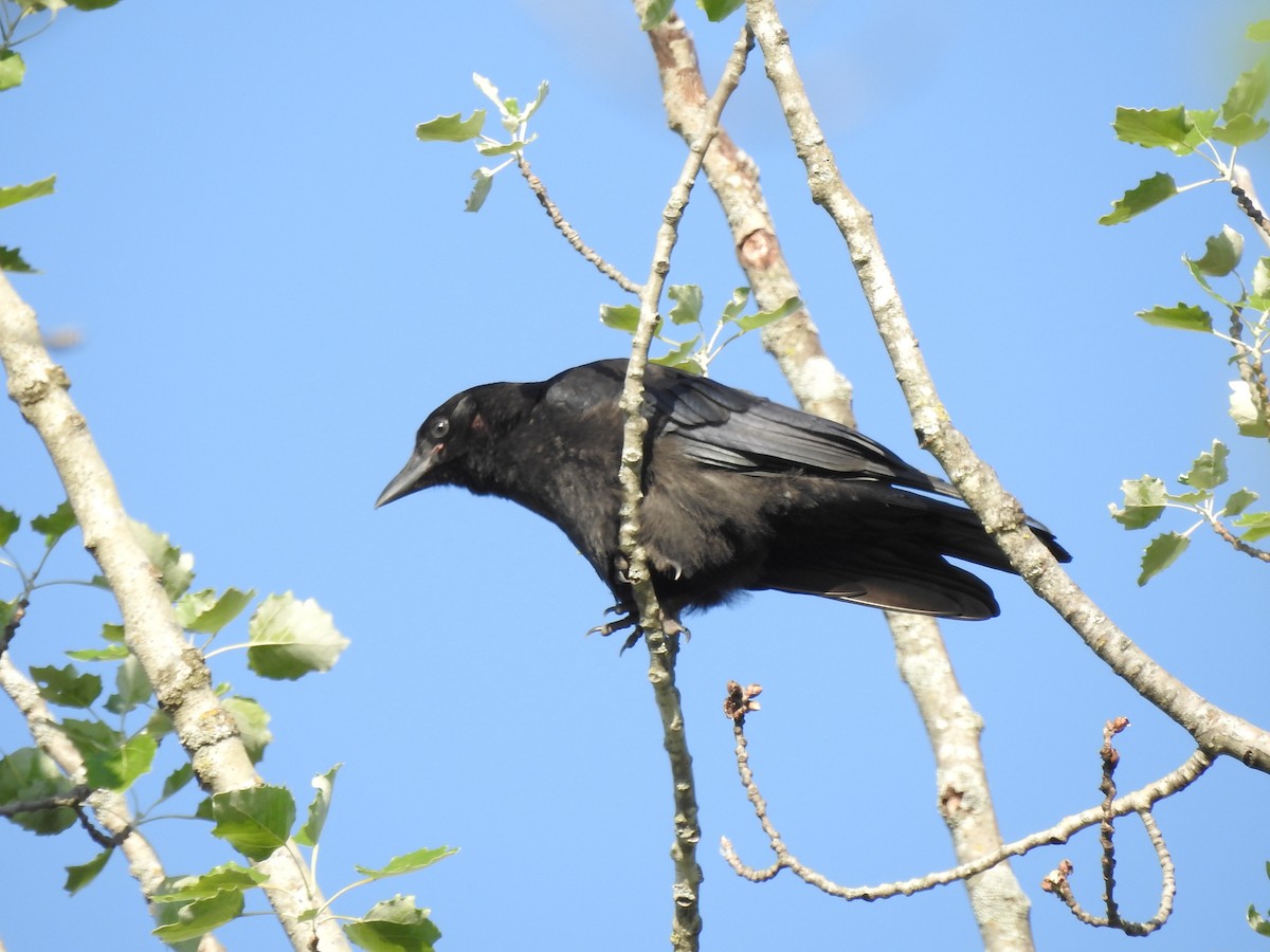 Corvus sp. (crow sp.) - ML621036520