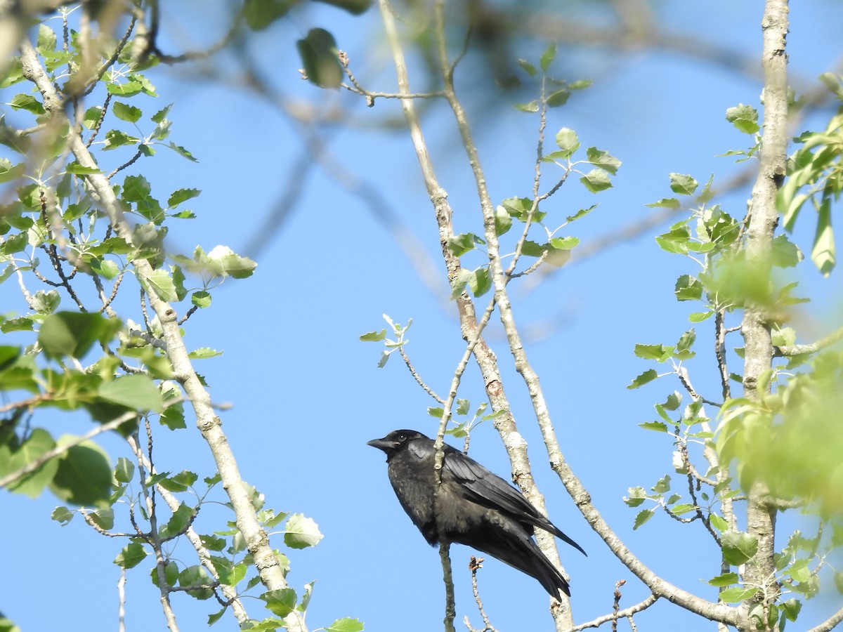 Corvus sp. (crow sp.) - ML621036521