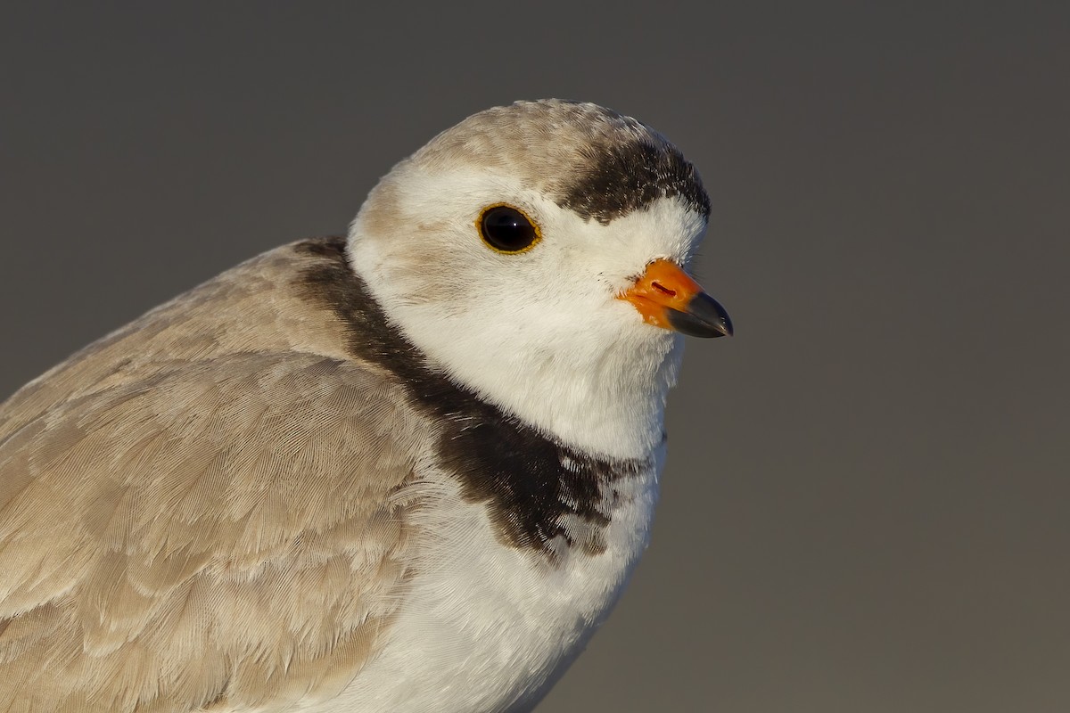 Piping Plover - ML621036540