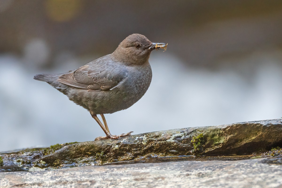 American Dipper - ML621036555