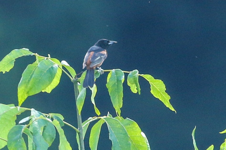 Orchard Oriole - riley wyna